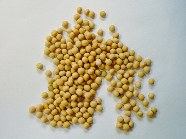 Preferential exports of soybeans and rapeseed brought UAH 1.8 billion to the budget