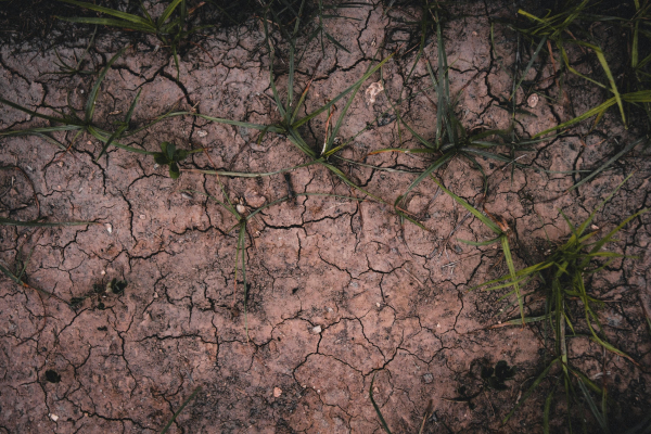Price of 1 hectare – how much does a hectare of land cost by region of Ukraine in 2026
