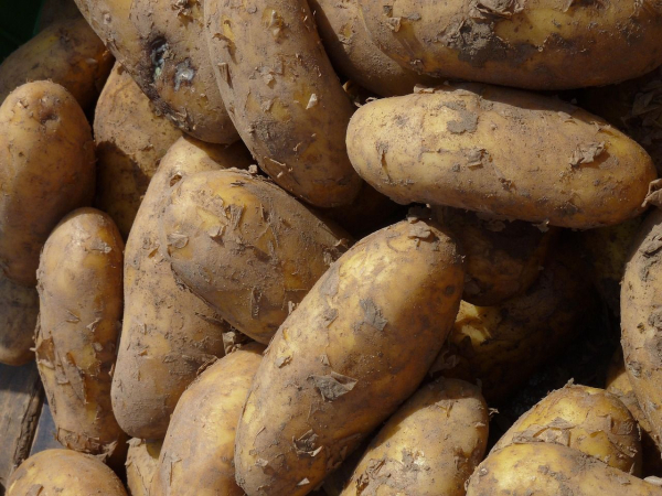 Prices for new potatoes – why Ukrainian ones…