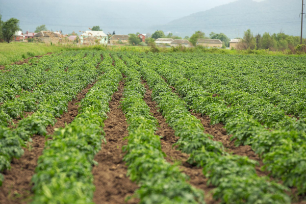 Privatization of a vegetable garden near the house…