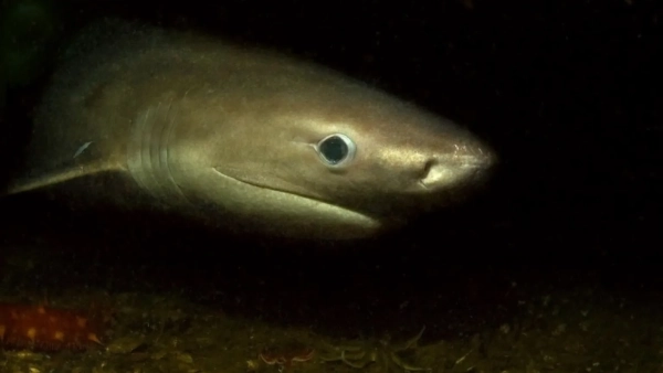Six-jaw sharks in Puget Sound – scientists reveal&hellip;
