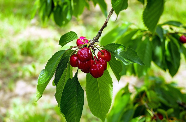 Spring frosts in Ukraine hit the cherry harvest