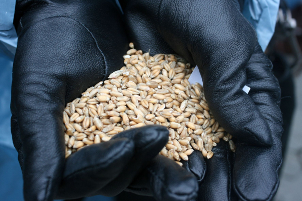 Stolen grain from TOT – which country can…