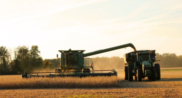 The world grain market expects a shortage of wheat and corn