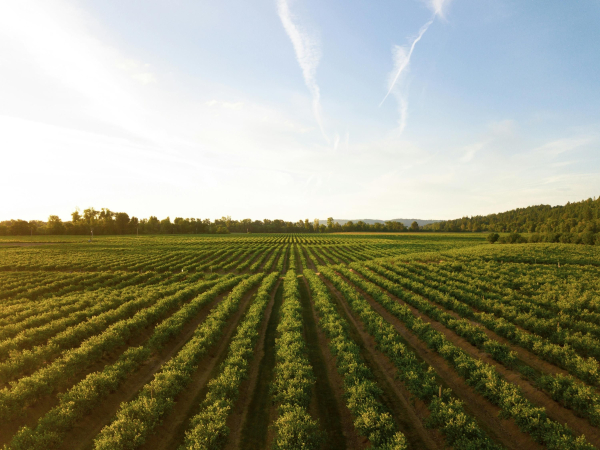 Ukrainians may lose land plots – what is the reason – how to prevent this