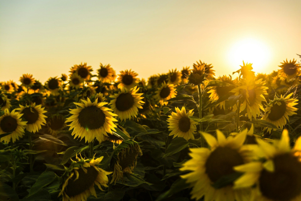 USDA predicts 23 percent increase in sunflower harvest&hellip;