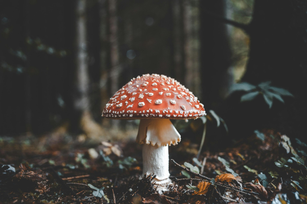 What mushrooms cannot be collected in Ukraine in&hellip;