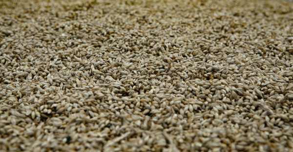 World barley market 2026-27 – how demand and…